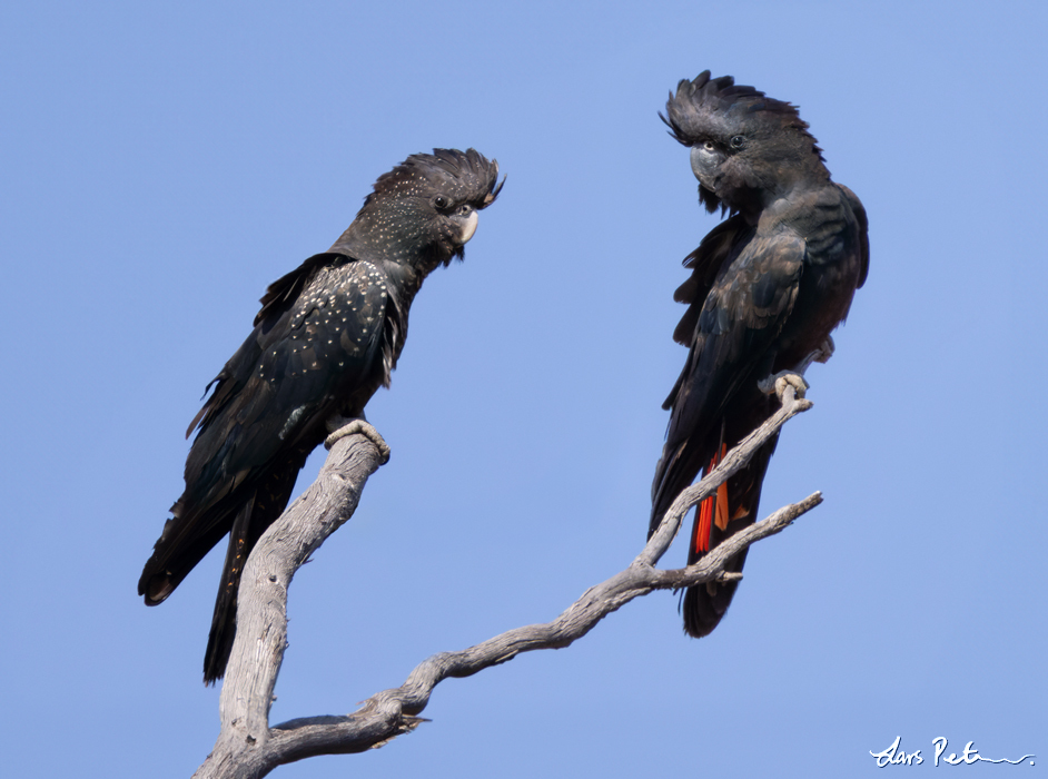 Red-tailed Black Cockatoo