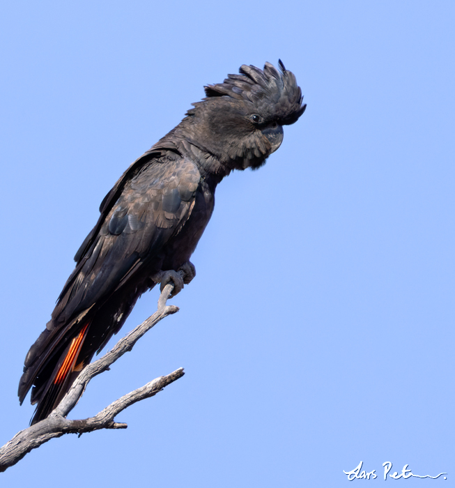 Red-tailed Black Cockatoo