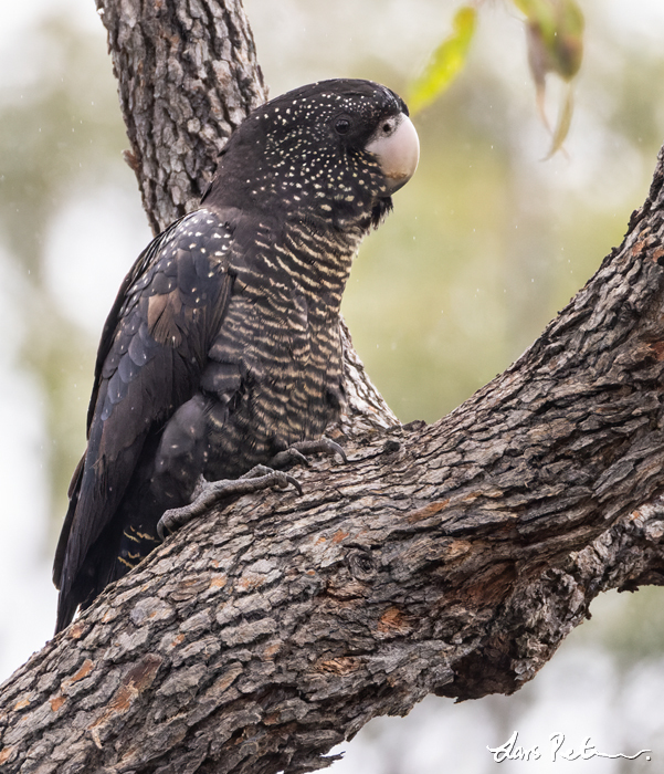 Red-tailed Black Cockatoo