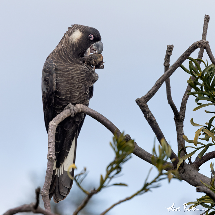 Carnaby's Black Cockatoo