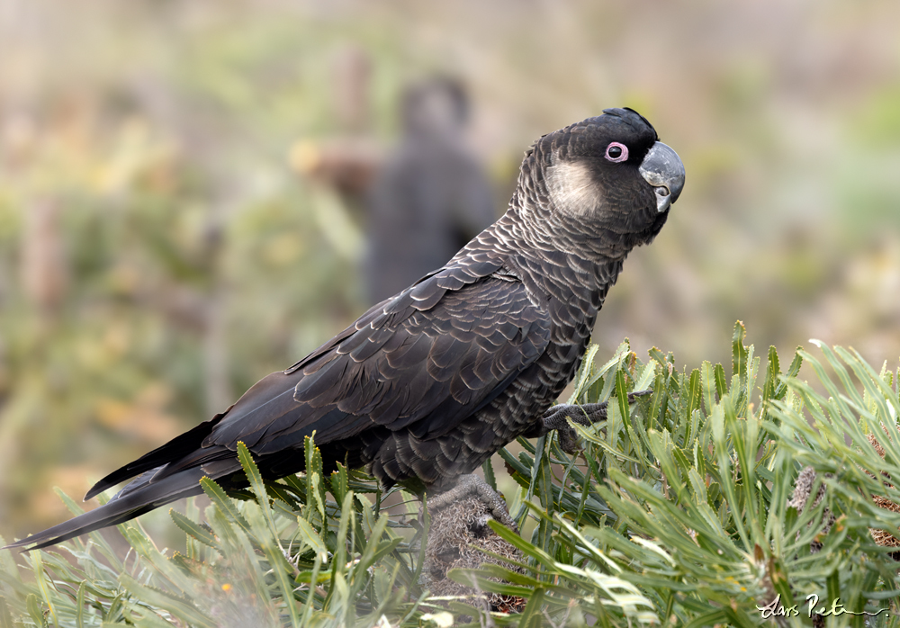 Carnaby's Black Cockatoo