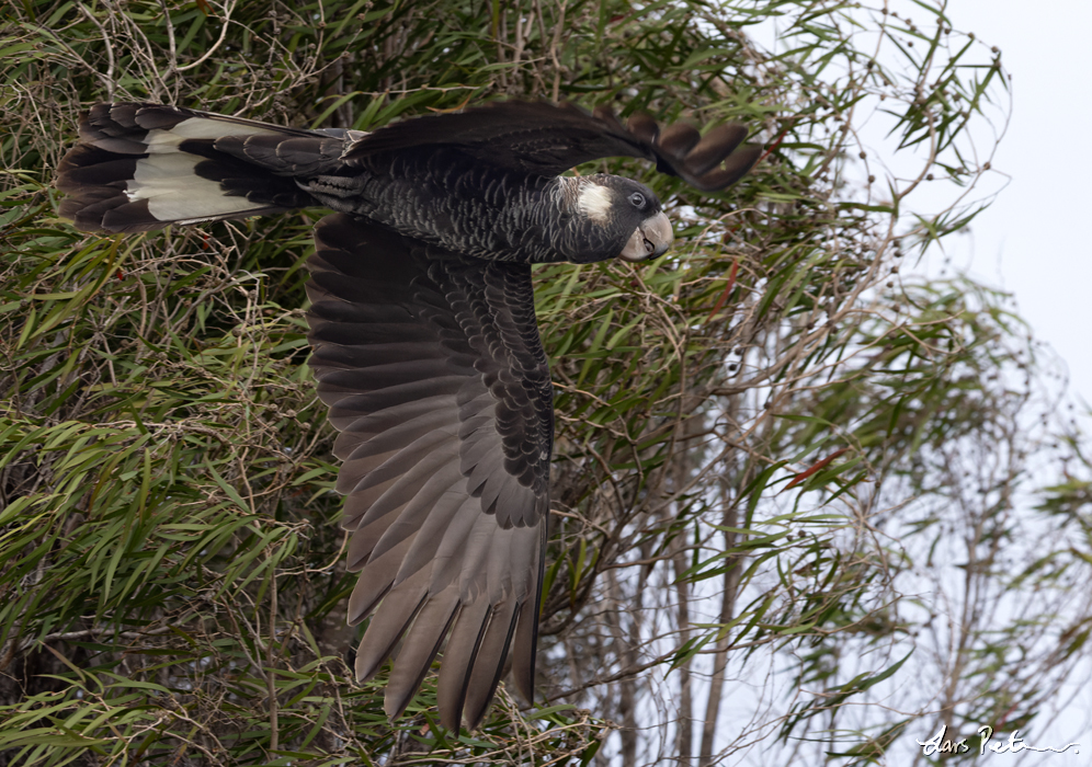 Carnaby's Black Cockatoo