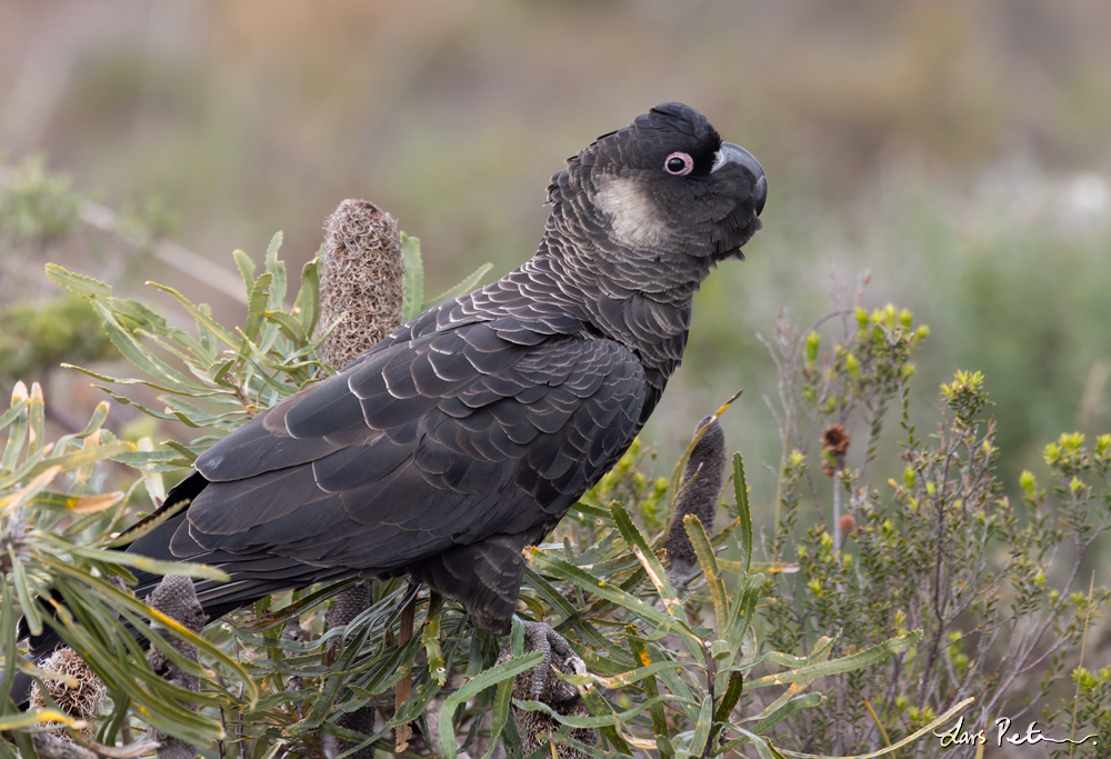 Carnaby's Black Cockatoo