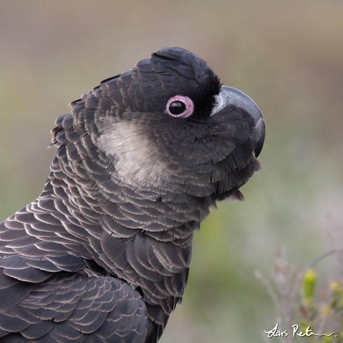 Carnaby's Black Cockatoo