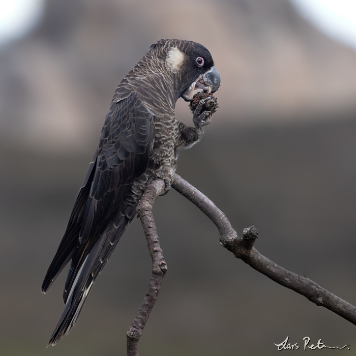 Carnaby's Black Cockatoo