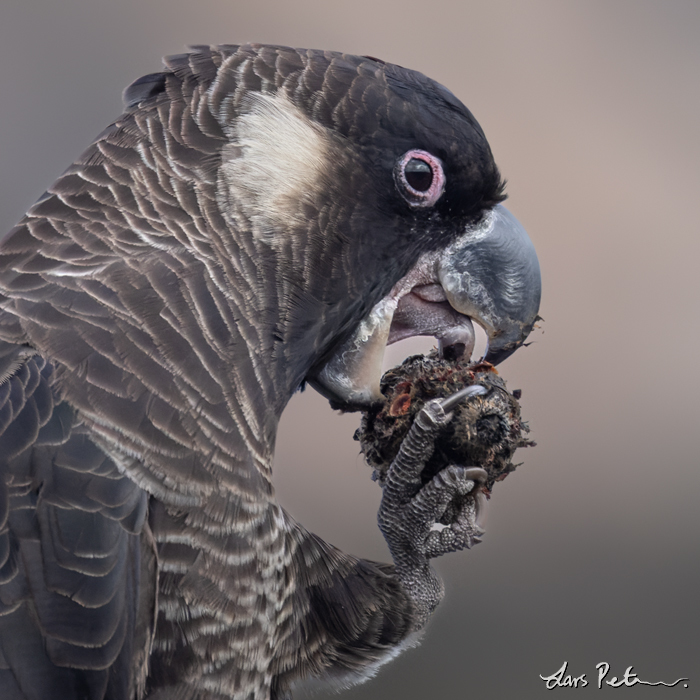 Carnaby's Black Cockatoo