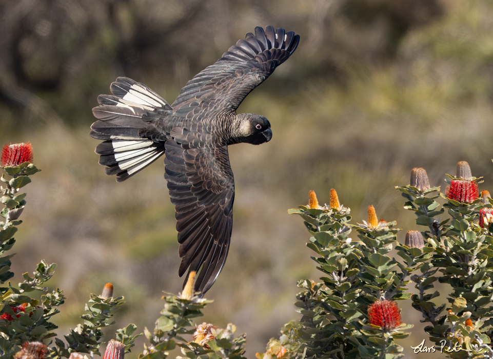 Carnaby's Black Cockatoo