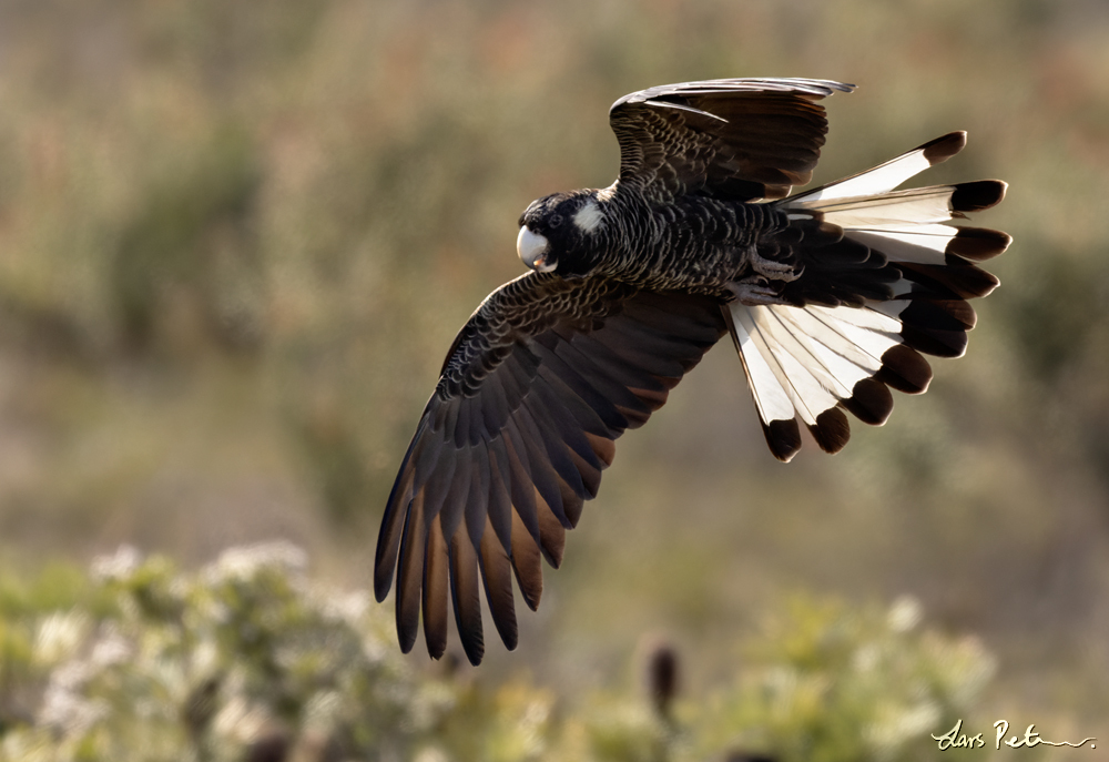 Carnaby's Black Cockatoo