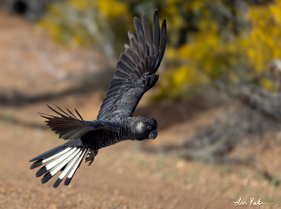 Carnaby's Black Cockatoo