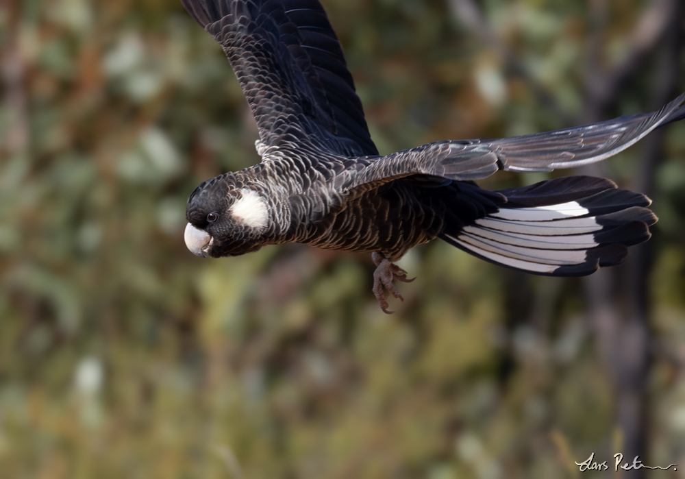 Carnaby's Black Cockatoo