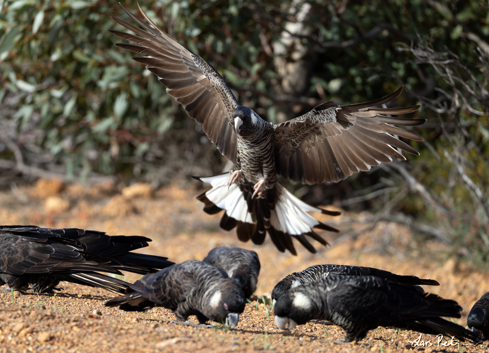 Carnaby's Black Cockatoo