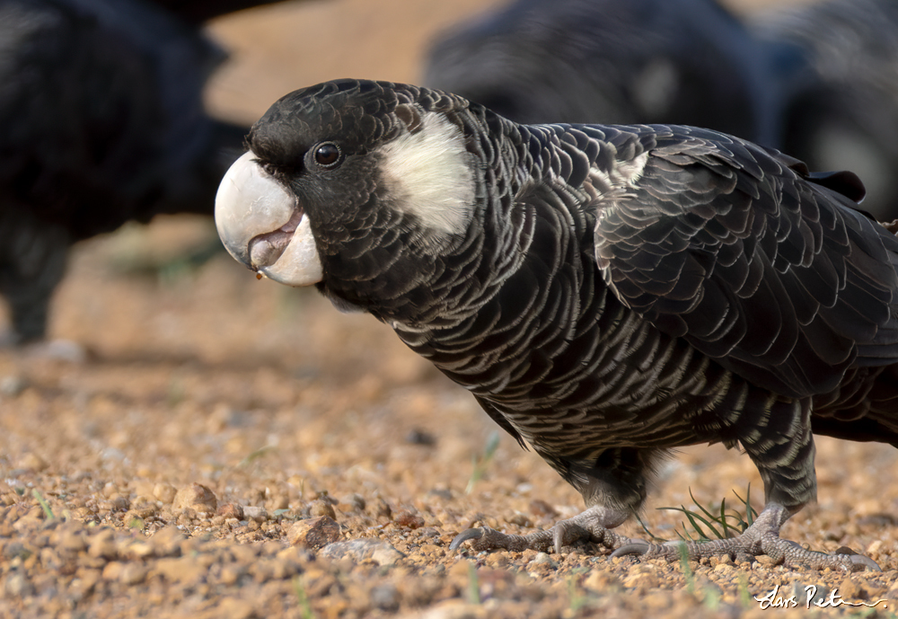 Carnaby's Black Cockatoo