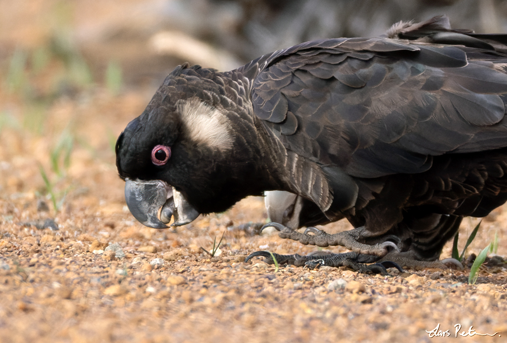 Carnaby's Black Cockatoo