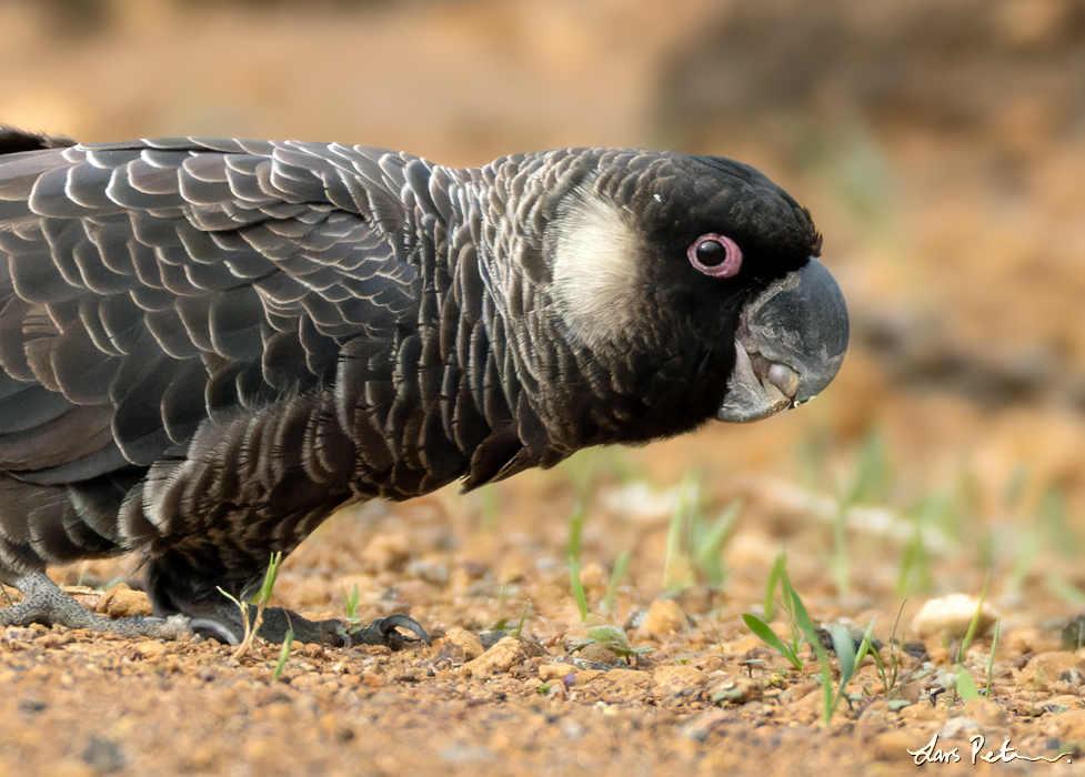 Carnaby's Black Cockatoo