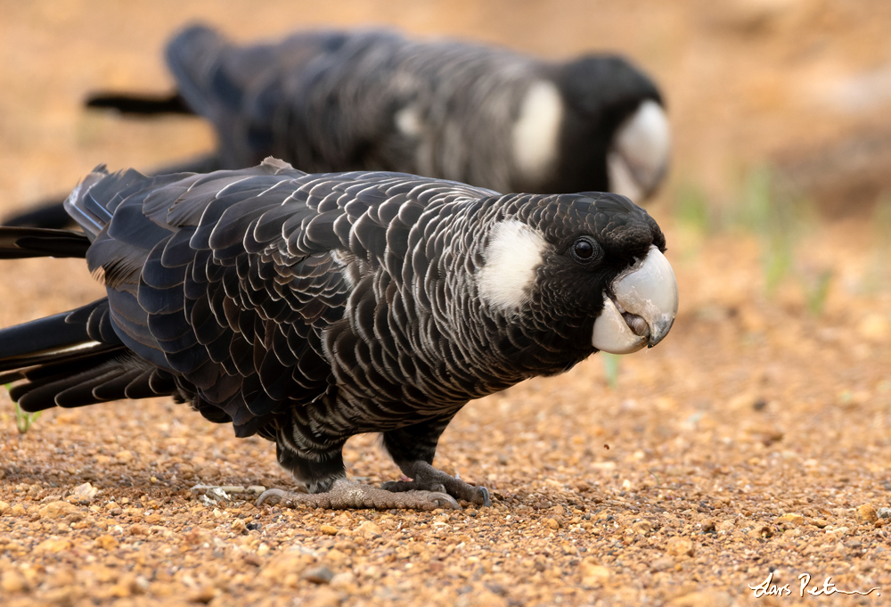 Carnaby's Black Cockatoo