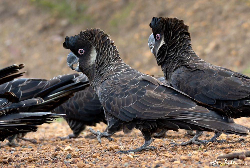 Carnaby's Black Cockatoo