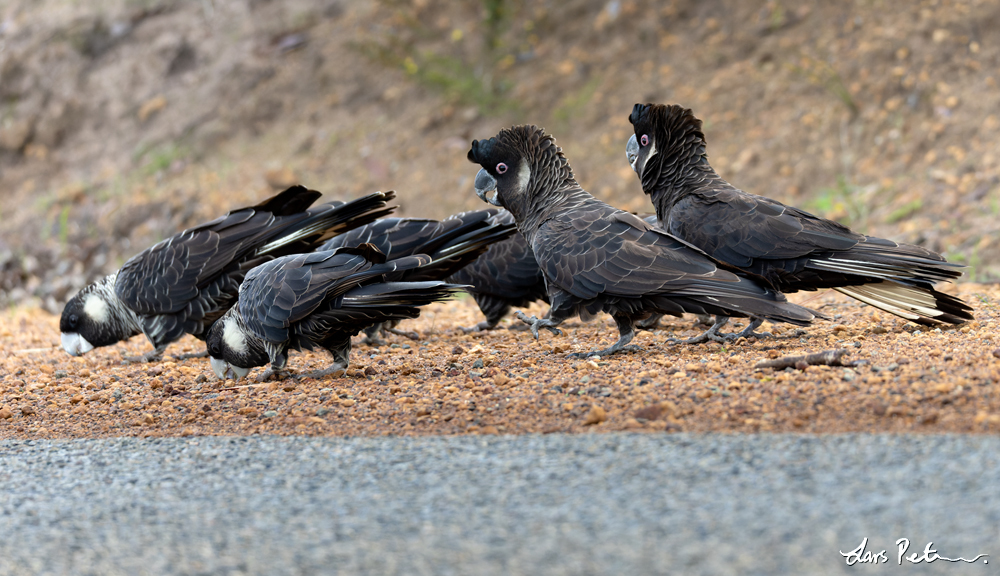 Carnaby's Black Cockatoo