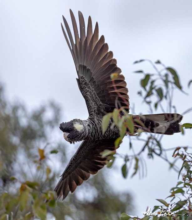 Baudin's Black Cockatoo