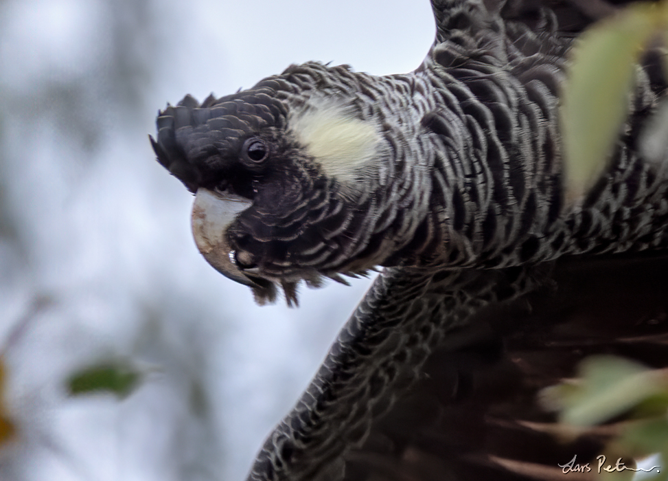 Baudin's Black Cockatoo