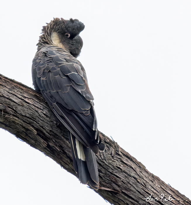 Baudin's Black Cockatoo