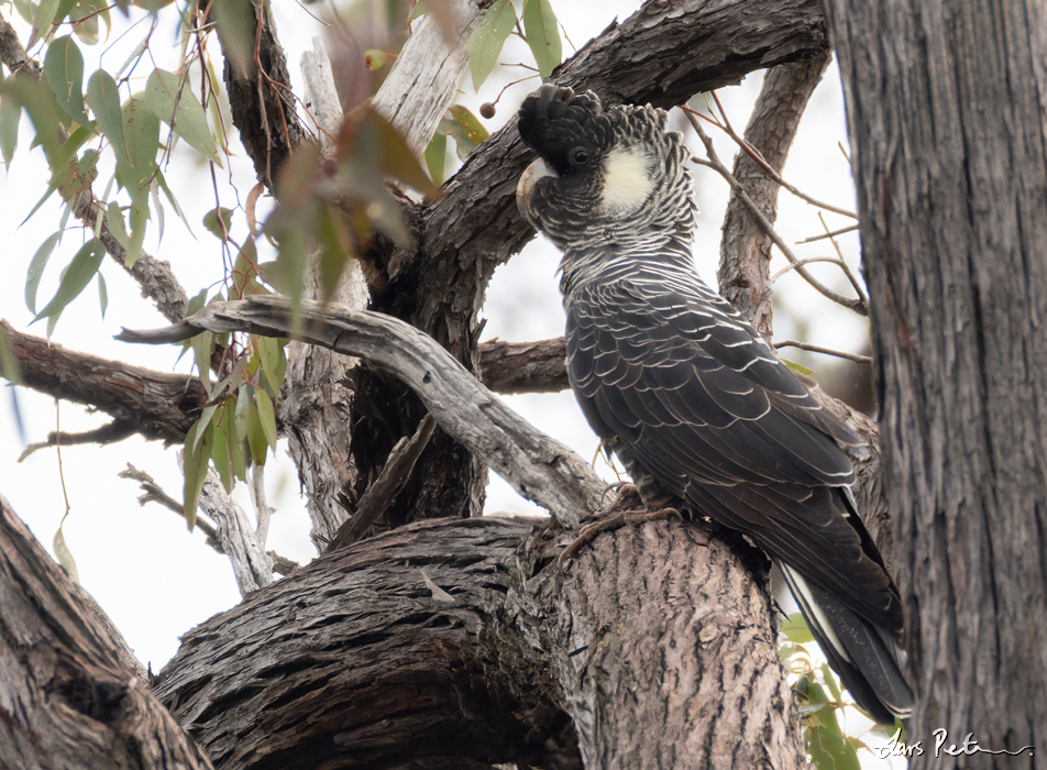 Baudin's Black Cockatoo