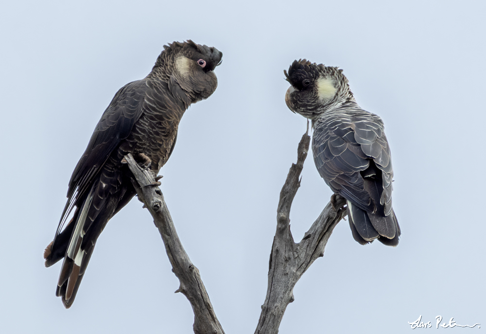 Baudin's Black Cockatoo