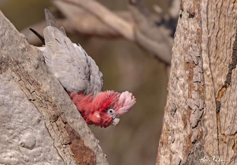 Galah