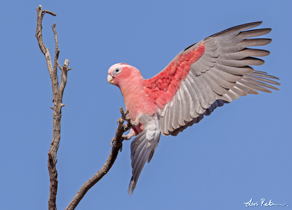 Galah