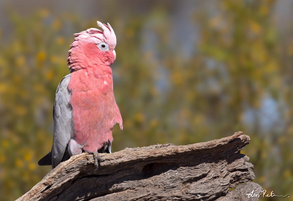 Galah