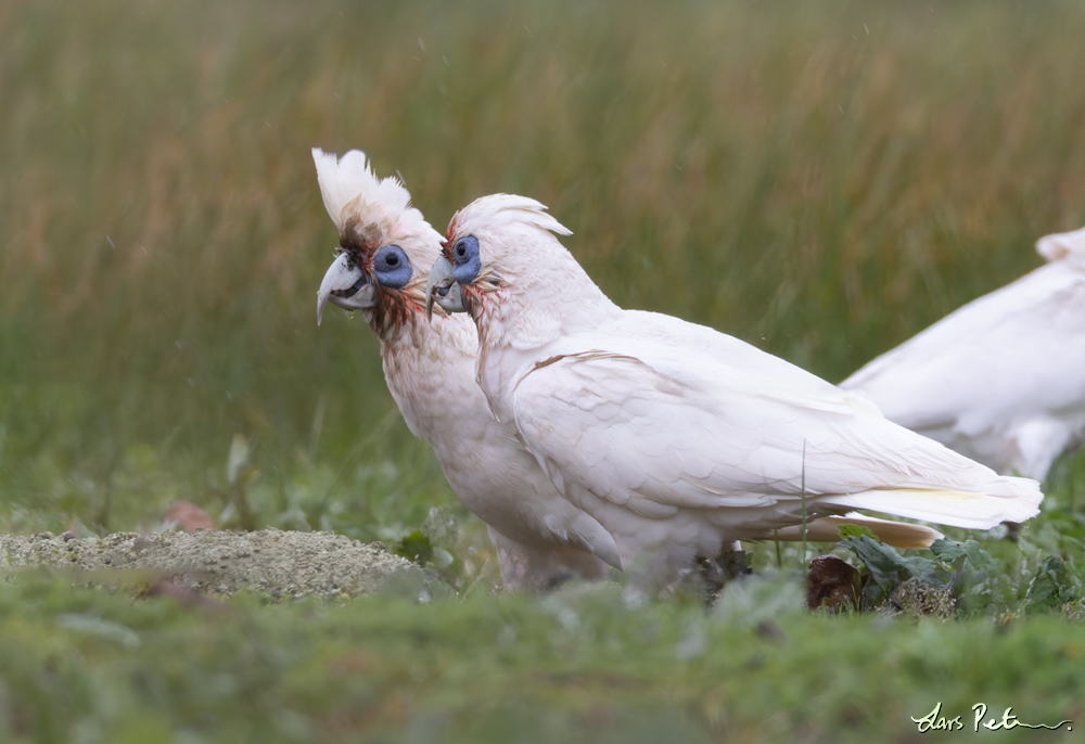 Western Corella