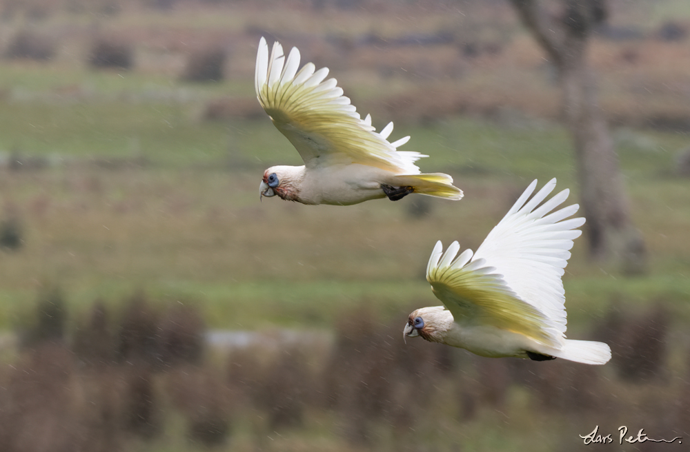 Western Corella