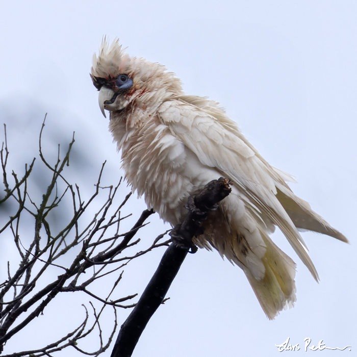 Western Corella