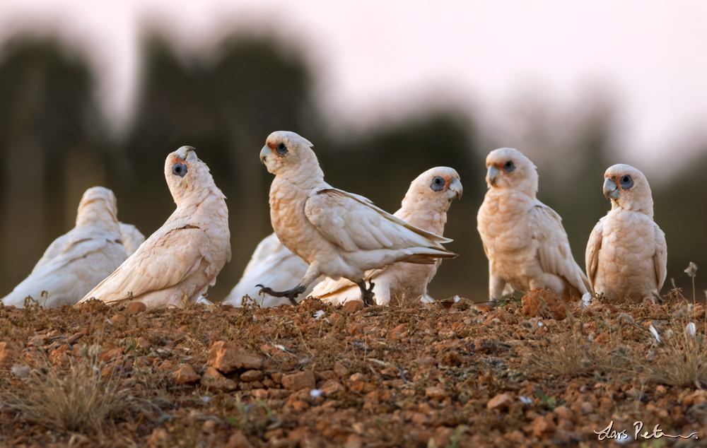 Little Corella