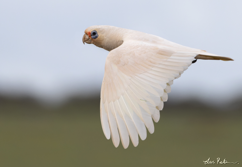 Little Corella