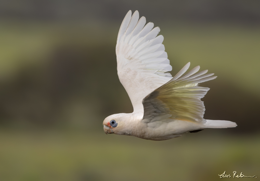 Little Corella