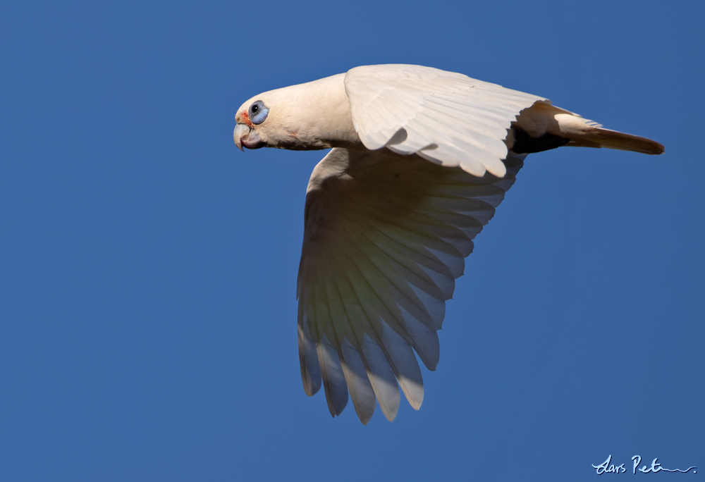 Little Corella