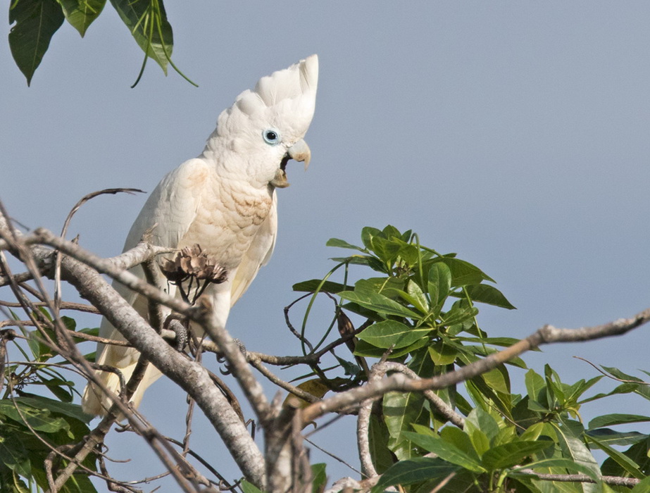 solomon cockatoo