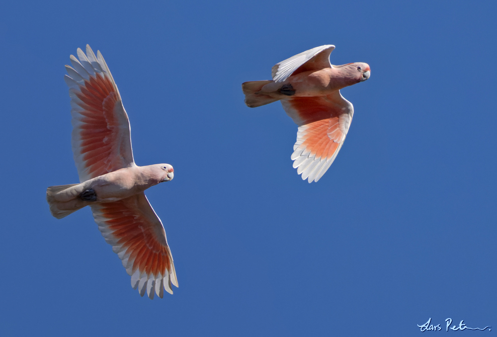 Pink Cockatoo