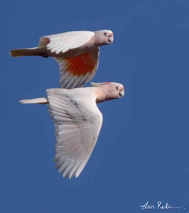 Pink Cockatoo