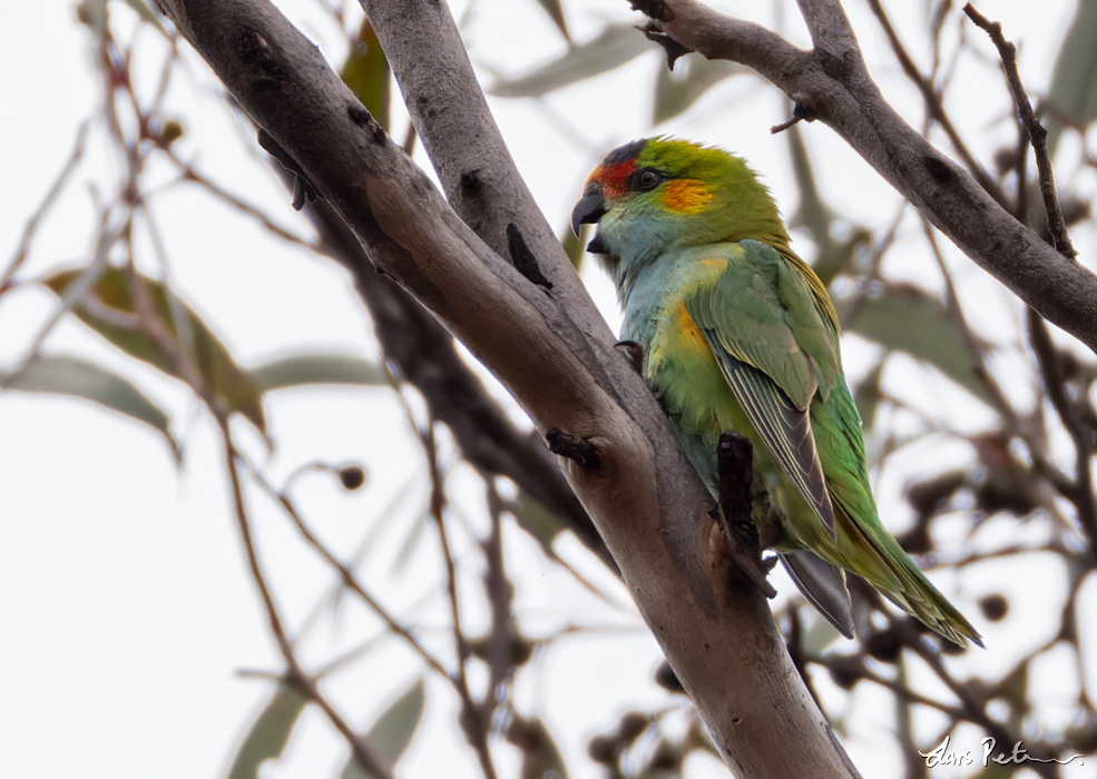 Purple-crowned Lorikeet