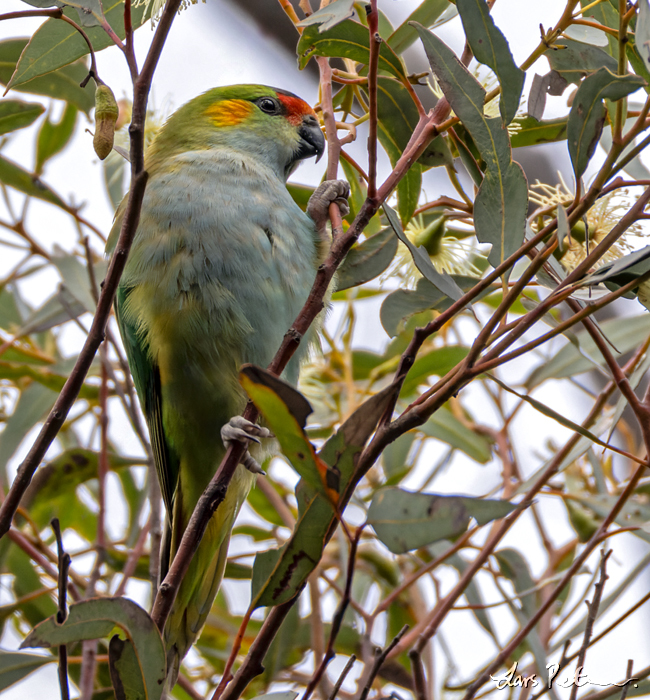 Purple-crowned Lorikeet