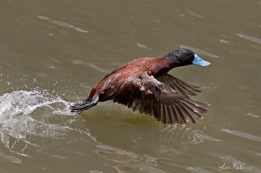 Andean Duck