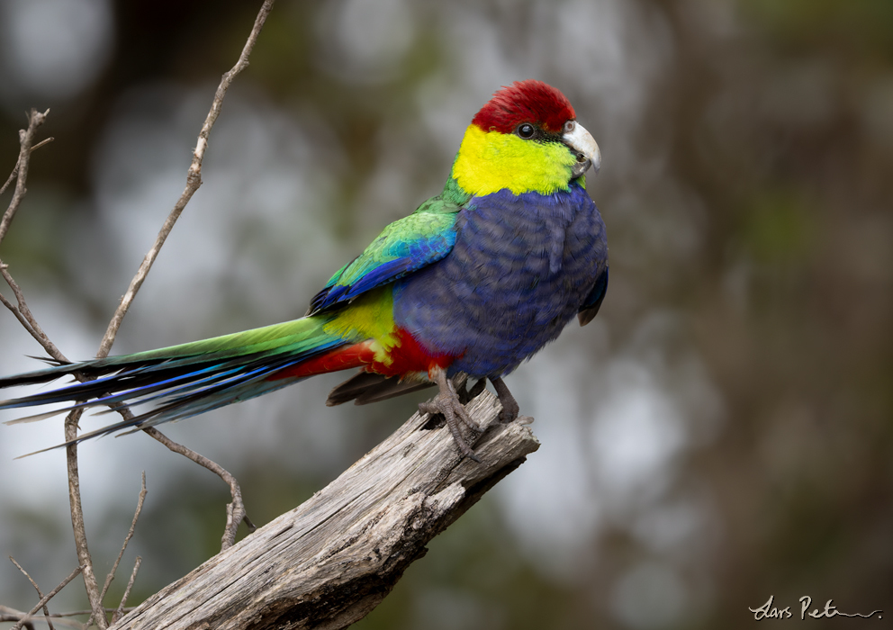 Red-capped Parrot