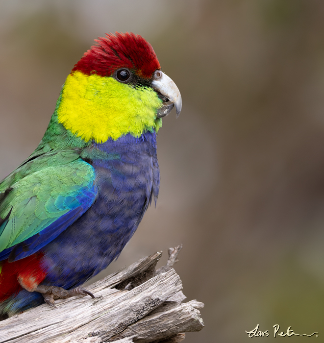 Red-capped Parrot