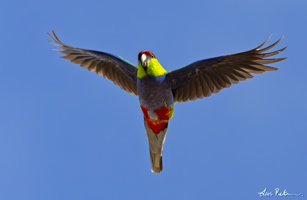 Red-capped Parrot