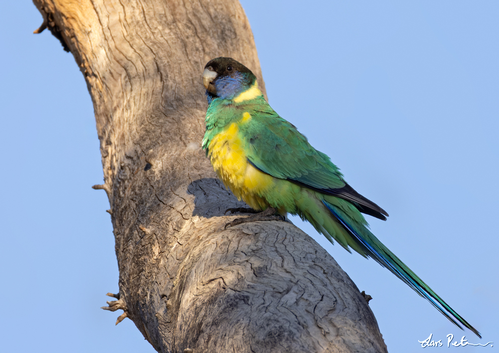 Australian Ringneck