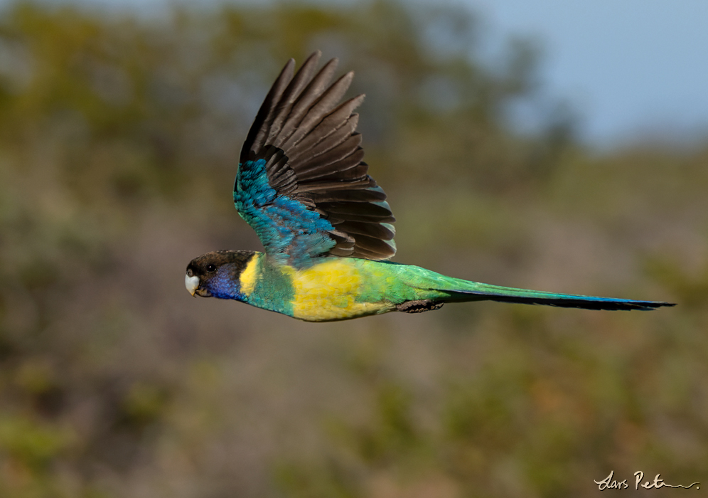 Australian Ringneck