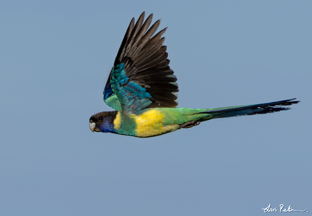 Australian Ringneck