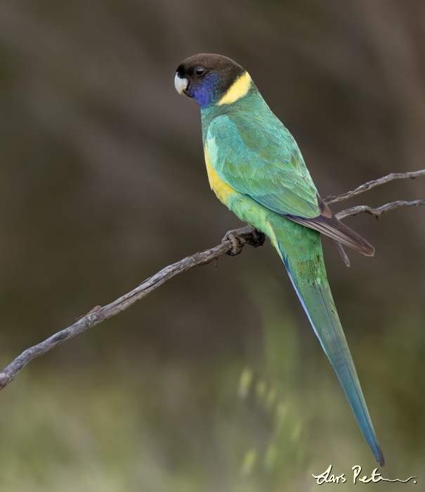 Australian Ringneck