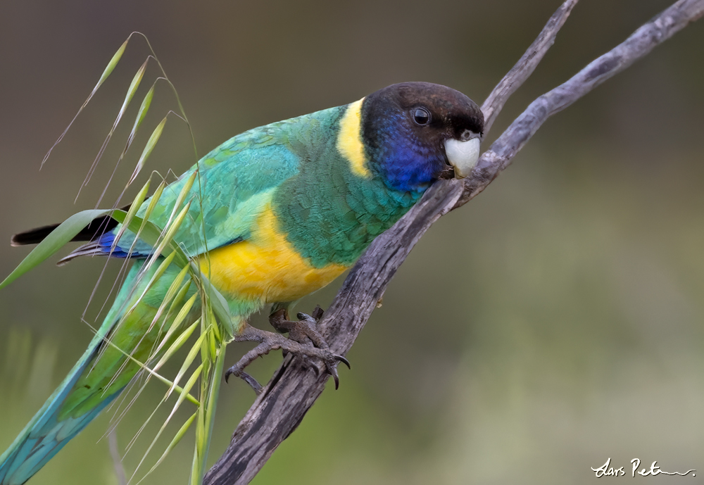 Australian Ringneck